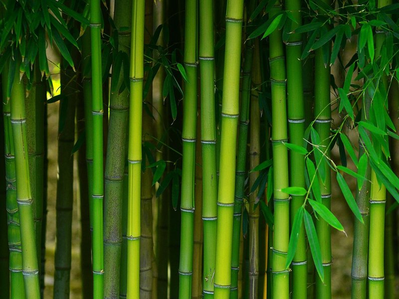 Bamboo from Carpet Studio & Design Inc. in Los Angeles, CA